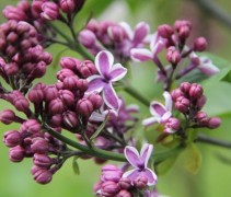 Syringa vulgaris Sensation