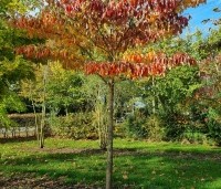Cornus controversa - Reuzenkornoelje - 3