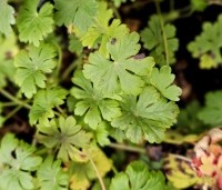 Geranium cant. 'Cambridge' per kist á 24 st. - Ooievaarsbek, 'Cambridge' - 1