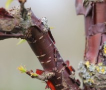 Prunus serrula