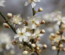 Prunus Spinosa