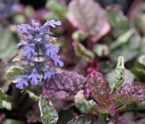 Spannende vaste plant met purper bruin blad.