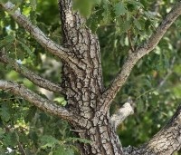 Quercus pubescens - Donzige eik - 4