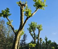 Platanus hispanica - Plataan - 5