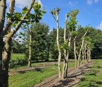Platanus hispanica - Plataan - 4