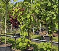Paulownia tomentosa 'Hulsdonk' - Anna Paulownaboom 'Hulsdonk' - 1