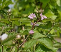 Rubus fruticosus 'Triple Crown' - Doornloze braam 'Triple Crown' - 2