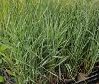 Panicum virgatum 'Heavy Metal' - Vingergras  'Heavy Metal' - 1