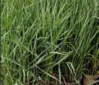 Panicum virgatum 'Heavy Metal' - Vingergras  'Heavy Metal' - 2