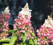 De veelzijdige bloemen van de Pluimhortensia 'Wim's Red'