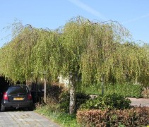 Prieelberk, treurboom in volwassen vorm met flinke kroon