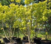 Catalpa bignonioides 'Aurea' - Gouden trompetboom - 1