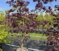 Acer platanoides 'Royal Red' - Roodbladige Noorse Esdoorn - 1