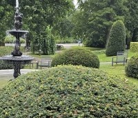 Taxus baccata - Venijnboom - 1