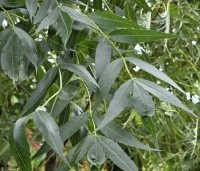 Fraxinus angustifolia 'Raywood' - smalbladige Es - 4
