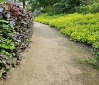 Spiraea japonica 'Golden Princess' - Spierstruik 'Golden Princess' - vakbeplanting  - 2