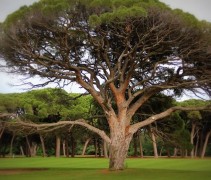 Pinus Pinea