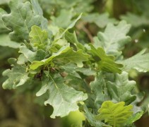 Quercus robur blad