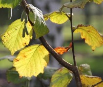 Corylus avellana 'Aurea'