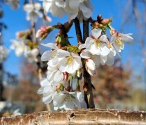 Prunus Yedoensis 'Ivensii'
