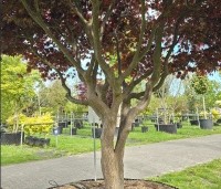 Acer palmatum 'Bloodgood' - Japanse esdoorn - 3