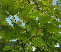 Acer triflorum - Driebloemige esdoorn - nazomer blad