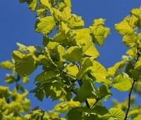 Corylus avellana 'Aurea' - Goudhazelaar - 2