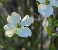 cornus florida - cornus florida - 1