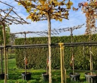 Parrotia persica - Perzisch IJzerhout - 2