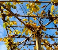 Parrotia persica - Perzisch IJzerhout - 3