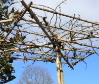 Parrotia persica - Perzisch IJzerhout - 1