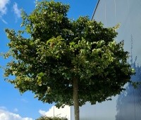Parrotia persica - Perzisch IJzerhout - 4