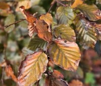 Fagus sylvatica 'Atropunicea' - Rode beuk - 2