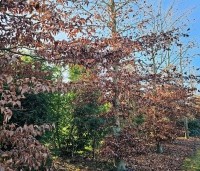 Fagus sylvatica 'Atropunicea' - Rode beuk - 1
