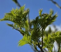 Sorbus 'Dodong' - Lijsterbes 'Dodong' - eind maart