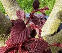 Corylus maxima 'Purpurea' - Roodbladige hazelnoot - 1