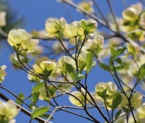 Cornus Eddie's White Wonder