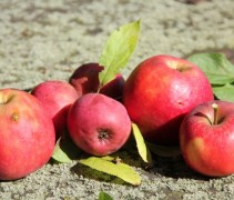 Malus domestica 'Red Elstar'