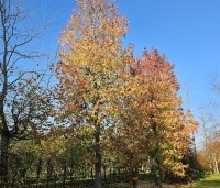 Liquidambar styraciflua - Amberboom - 3