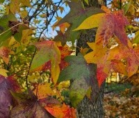 Liquidambar styraciflua - Amberboom - 2