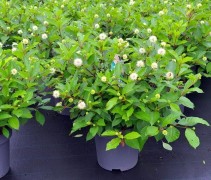 Cephalanthus occidentalis