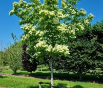 Cornus kousa