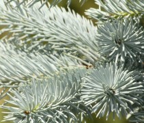 Picea pungens 'Koster' naalden
