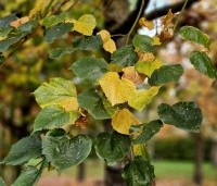 Tilia x europaea - Hollandse Linde - november