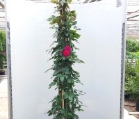 Rosa (K) 'Florentina' - Klimroos Florentina - 1