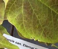 Cercis canadensis 'Eternal Flame' - Amerikaanse Judasboom 'Eternal Flame' - 1