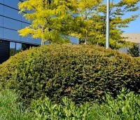 Taxus baccata - Venijnboom - 5