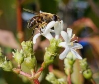 Heptacodium miconioides - Zevenzonenboom - 3