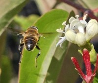 Heptacodium miconioides - Zevenzonenboom - 2