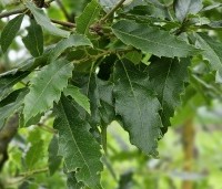 Quercus x kewensis - Wintergroene eik Kewensis - blad in juni
